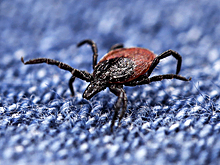 Назван способ избавиться от клещей на новогодней елке