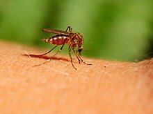 Биолог Глазков напомнил аллергикам об опасности укусов насекомых и змей