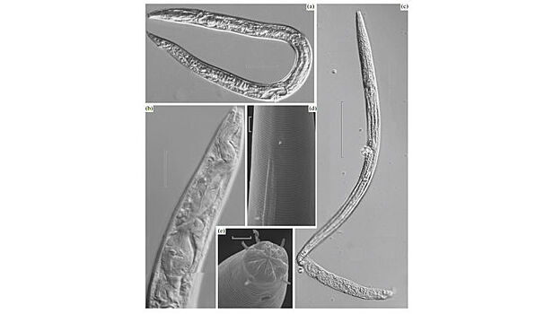 Древнейшие живые организмы планеты: червей пробудили после 40 тысяч лет сна