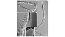 Древнейшие живые организмы планеты: червей пробудили после 40 тысяч лет сна