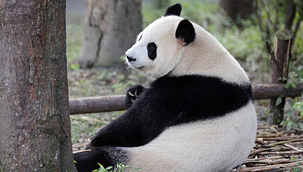 В Китае скончалась панда по кличке Сусу