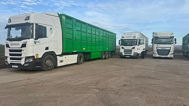 Башкирская мясная компания поставит в Казахстан более 5800 голов высокопродуктивных свиней