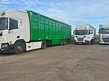 Башкирская мясная компания поставит в Казахстан более 5800 голов высокопродуктивных свиней