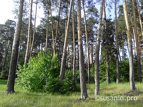 В 2,5 раза выросли поставки пиломатериалов из Удмуртии