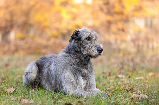 Сколько живут ирландские волкодавы в домашних условиях – все о продолжительности жизни породы