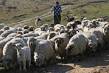 В Тюменской области возродят овцеводство в промышленном масштабе