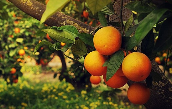 В 10.00 _______25.02_______Цитрусовые на страже иммунитета