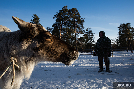 Вопрос жителя ЯНАО про оленевода прозвучал в «Что? Где? Когда?»
