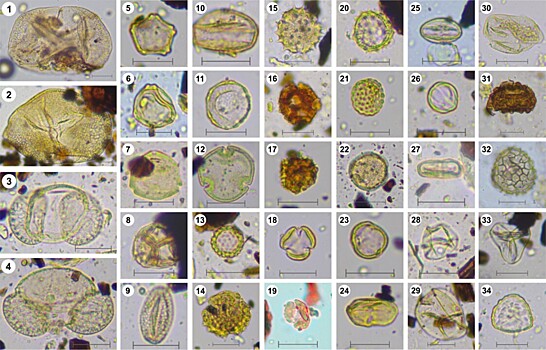 Древняя пыльца из нор грызунов помогла ученым восстановить климатическое прошлое степей