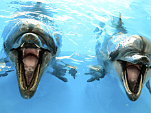 Как потерять ноги и развить эхолокацию