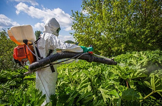 Россия начала борьбу с пестицидами для овощей и фруктов
