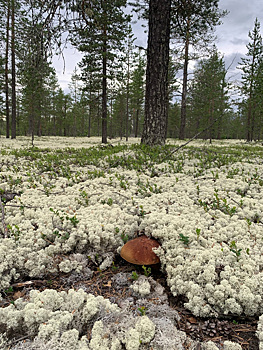 Жители ЯНАО хвастаются огромными грибами