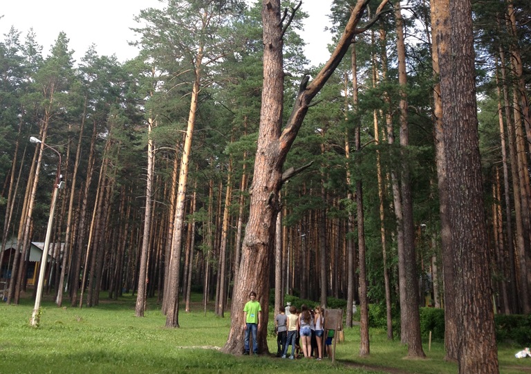 324-летнюю бердскую сосну снова выдвинут на конкурс «Российское дерево года»