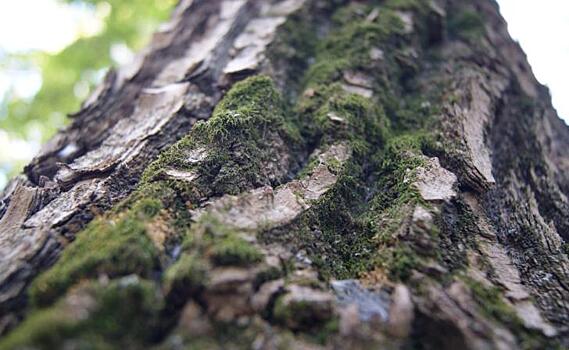 В Курске 20 сентября днем будет плюс 25  и облачно с прояснениями