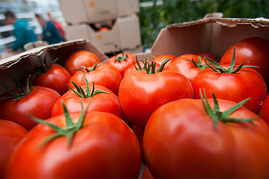 Кардиолог рассказал о вреде помидоров для здоровья