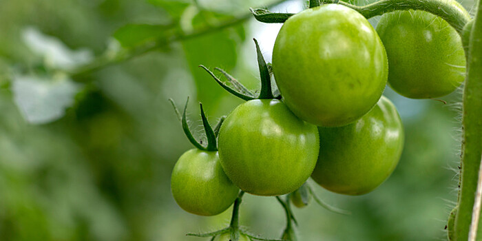 Как помочь зеленым томатам: секреты быстрого дозревания плодов от агронома