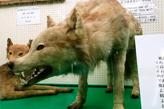 В Японии найден ближайший родственник современных собак