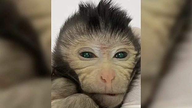 В Китае создали обезьяну-химеру с двумя ДНК