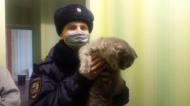 "Испортила вещи": новокузнечанин рассказал полиции причину падения кота с девятого этажа