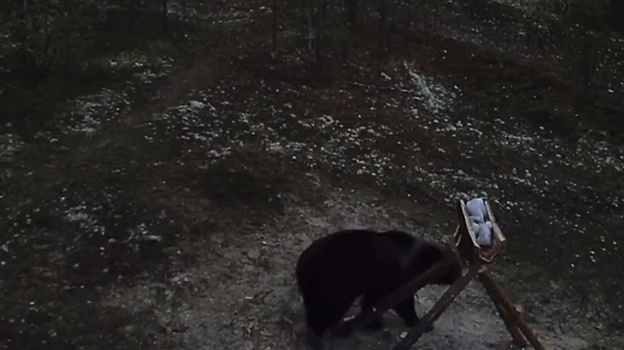 Бурый медведь угодил в фотоловушку в Пякольском заказнике на Ямале