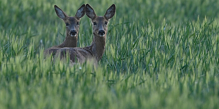 Косули в Курганской области могли отравиться сельхозхимикатами