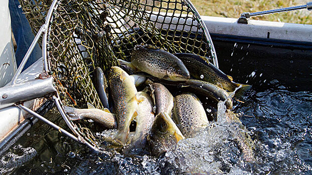 «Социальная» красная рыба поступит в магазины Хабаровска