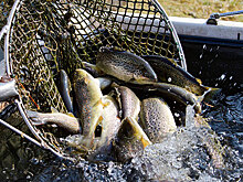 «Социальная» красная рыба поступит в магазины Хабаровска