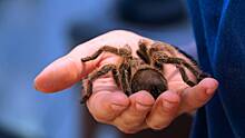 Мужчина завел 700 тарантулов дома ради психического здоровья