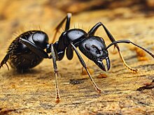 Daily Mail: опасные "супермуравьи" начали нашествие на Британию
