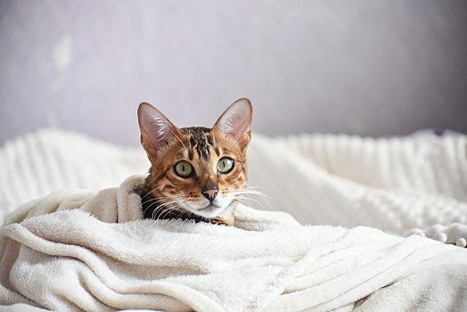 Холецистит у кошек: лечение и симптомы