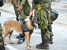 В Бразилии за прошлый год зафиксировано рекордное количество пропавших без вести