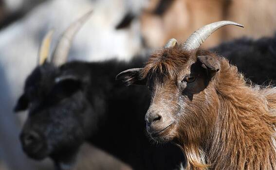 Российский пенсионер ушел пасти стадо и бесследно исчез