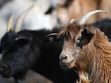 Российский пенсионер ушел пасти стадо и бесследно исчез