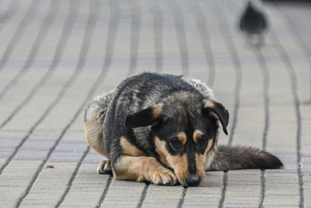 Штрафы за отказ от питомцев предлагают поднять и направить в приюты