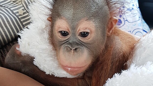 В зоопарке появился детёныш борнейского орангутана