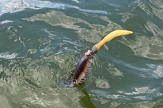 Загадочное существо с желтым отростком озадачило рыбачку