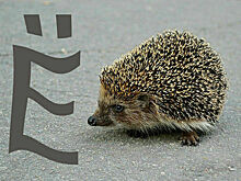 Как в русском алфавите появилась буква «ё»