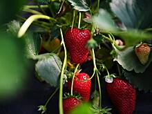 Как, когда и где сажать клубнику? Пошаговая инструкция садоводам