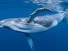 Какой праздник сегодня, 20 февраля