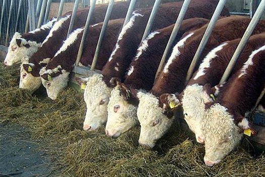 Мраморную говядину теперь производят в Надыме