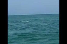 Схватка акулы-молота с тарпоном попала на видео