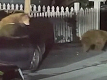 Два медведя залезли в машину женщины и испортили салон
