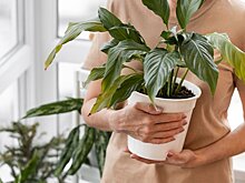 Как сохранить жизнь комнатным растениям во время новогодних каникул