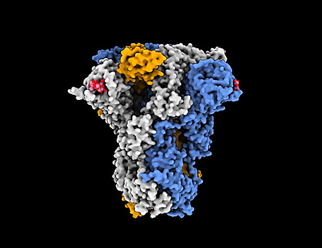 Сиалогликан помогает коронавирусу заражать клетки