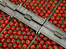 В Россию ограничили ввоз томатов, перцев, дынь и другой продукции из Казахстана