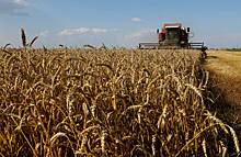Польша запретила импорт зерна из-за интересов украинских олигархов