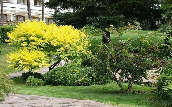 Древесные с желтыми листьями – находка для дачника