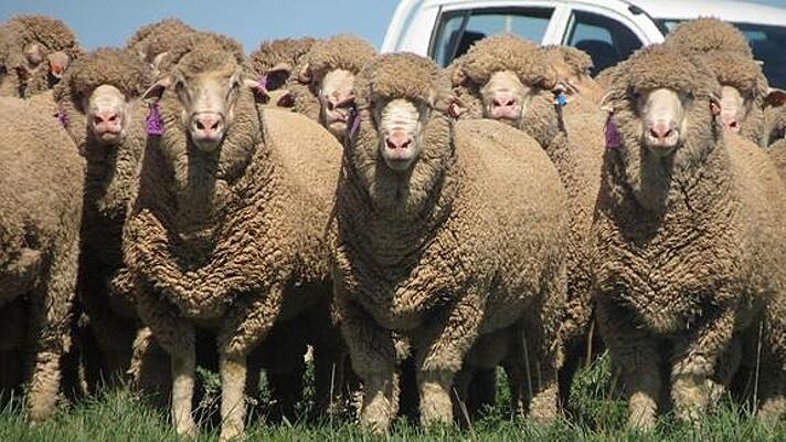 Чиновники ущемляют интересы отборных российских овец и баранов -  Рамблер/новости