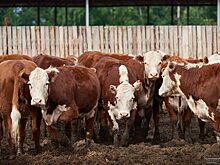 Владимир Корниенко: «К 2028 году компания «Бизон» увеличит стадо в 3 раза»