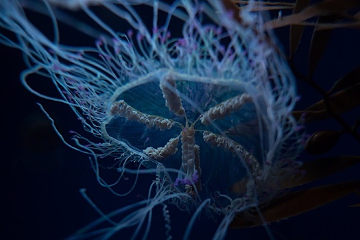 На пляжах Приморья активизировались медузы-крестовики